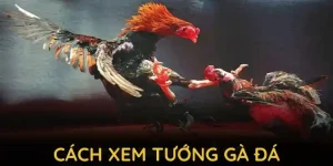 cách xem tướng gà đá qq88