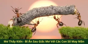 mơ thấy kiến qq88